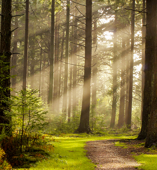 GrĂŒner Wald mit Sonnenstrahlen | HolzLand Beese in Unna