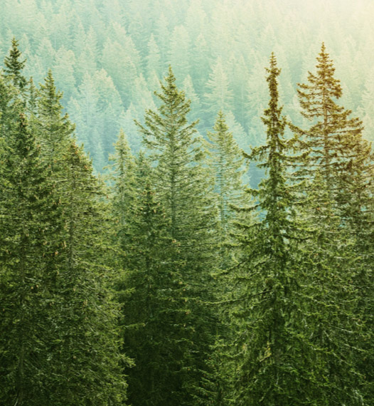 Blick ĂŒber Baumkronen | HolzLand Beese in Unna